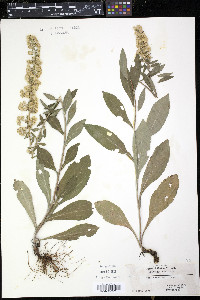 Solidago bicolor var. concolor image