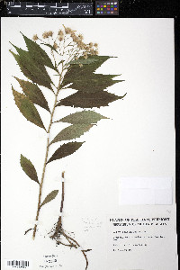 Aster acuminatus image
