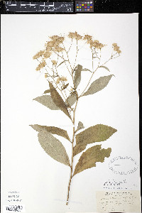 Aster acuminatus image