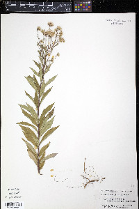 Aster blakei image