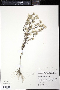 Symphyotrichum ciliatum image