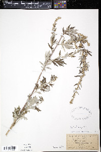 Artemisia vulgaris image
