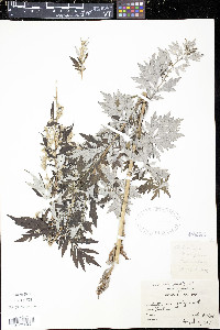 Artemisia vulgaris image