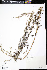 Artemisia vulgaris image