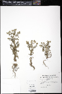 Matricaria discoidea image