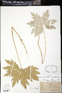 Petasites frigidus var. palmatus image
