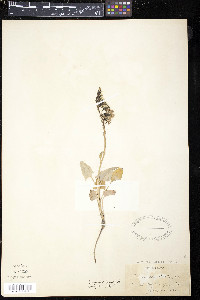 Nabalus boottii image