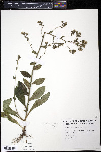Hieracium scabrum image
