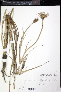 Tragopogon pratensis image