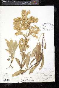 Solidago spathulata image