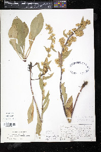 Solidago spathulata image