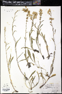 Solidago simplex image