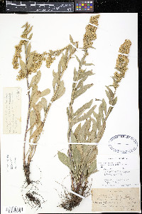 Solidago spathulata image
