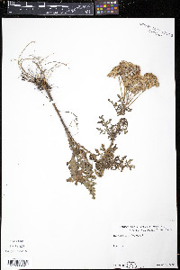 Senecio jacobaea image