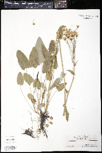 Senecio robbinsii image