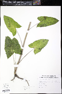 Nabalus altissimus image