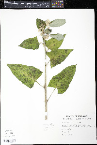 Nabalus altissimus image