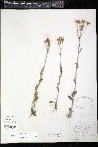 Packera paupercula image