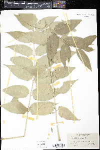 Ailanthus altissima image