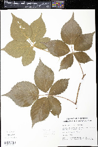 Rubus arenicola image