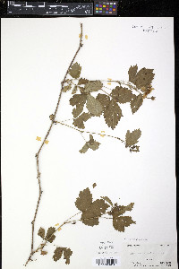 Rubus arenicola image