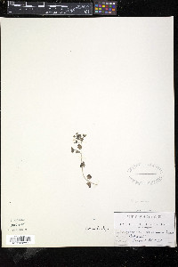 Veronica persica image