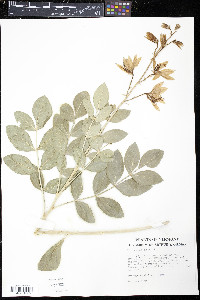 Dictamnus albus image