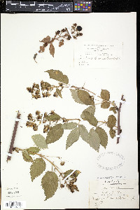 Rubus canadensis image