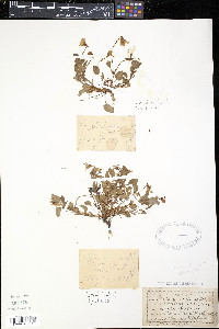 Viola arenaria image