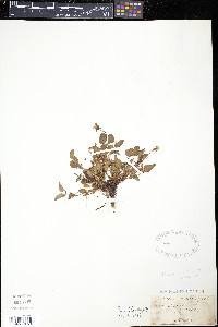 Viola arenaria image