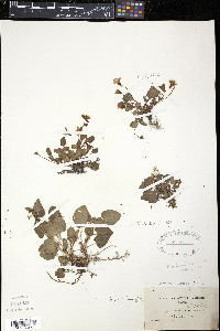 Viola arenaria image