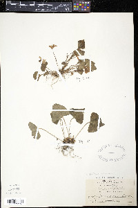 Viola arenaria image