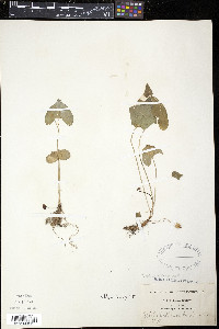 Viola arenaria image