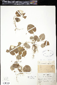 Viola blanda image