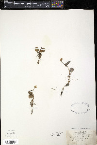 Viola blanda image