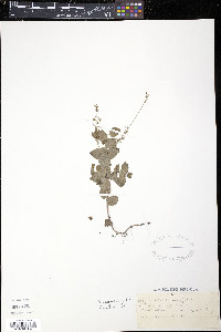 Veronica chamaedrys image