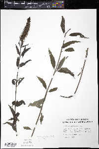 Veronica longifolia image