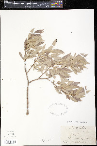 Salix sericea image