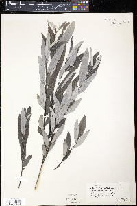 Salix sericea image