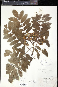 Sorbus decora image