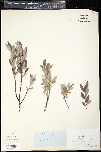 Salix repens image