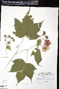 Rubus odoratus image