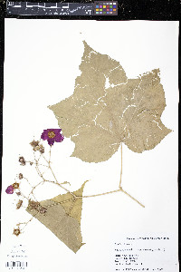 Rubus odoratus image