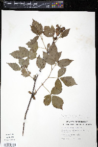 Rubus pensilvanicus image