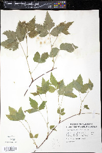 Rubus pubescens image