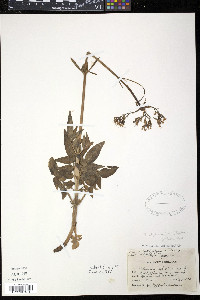 Valeriana uliginosa image