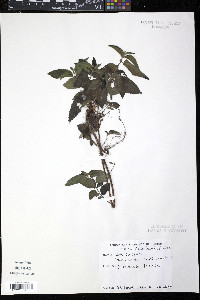 Boehmeria ramiflora image
