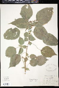 Laportea canadensis image