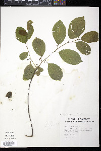 Frangula alnus image