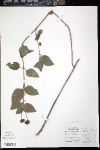 Lantana urticoides image